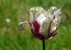 Imagine adăugată la 04.07.2012 12:50 în categoria Flori și plante